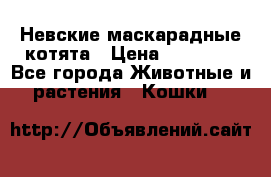 Невские маскарадные котята › Цена ­ 20 000 - Все города Животные и растения » Кошки   